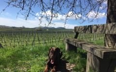 Weingut Friedrich Becker Spring Vineyard Views Winery Image