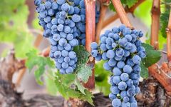 Quilceda Creek Galitzine Vineyard Cabernet Winery Image