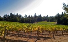 Snowden Ricos Vineyard Winery Image