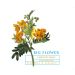 Botanica Wines Big Flower Cabernet Franc 2020 Front Label