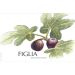 Figgins Figlia 2019 Front Label