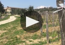 Rocca di Montegrossi Learn More About Rocca di Montegrossi Winery Video
