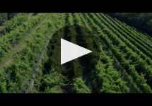 Sartori Winery Video