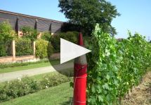 Pico Maccario Winery Video
