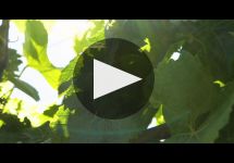 Cuvaison Winery Winery Video