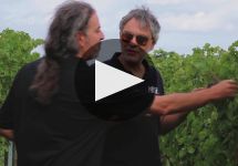 Bocelli Family Wines Winery Video