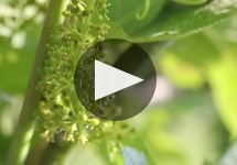Ferghettina Winery Video