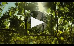 Segura Viudas Winery Video