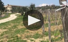 Rocca di Montegrossi Learn More About Rocca di Montegrossi Winery Video