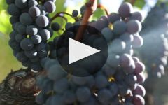 De Toren Winery Video