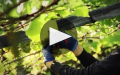 St. Michael-Eppan Winery Video