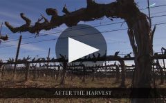 Franciscan Estate Winery Video