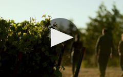 DuMOL 2019 Wester Reach Wines Winery Video