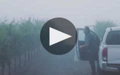DuMOL Winery Video