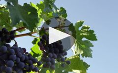 La Crema Winery Video