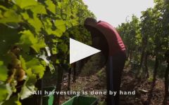 Royal Tokaji Wine Company Winery Video