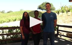 Pedroncelli Winery Pedroncelli 95th Harvest Video Winery Video