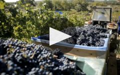 Kanonkop Winery Video