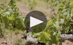 Terra d'Oro  Winery Video