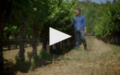 Clos du Bois Winery 40th Anniversary Video Winery Video