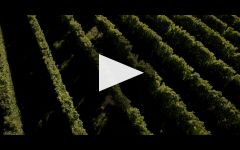 Villa Maria Villa Maria Winery Winery Video