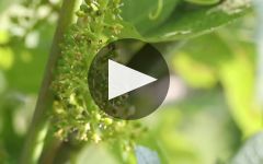 Ferghettina Winery Video