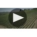 Castellani Chianti Classico Riserva 2015 Winemaker Notes Product Video